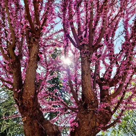 Casale Mammarella Apartment L'Aquila